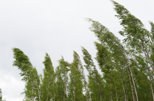 trees bending in a storm